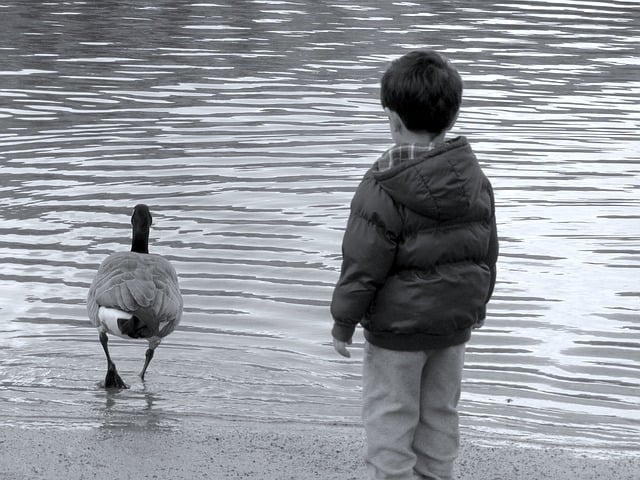 A child staring at a duck in Coquitlam, BC