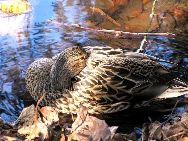 A duck in Coquitlam